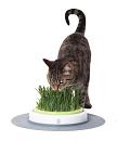 Catit Design Senses Navulling Gras-Kit 2 st