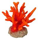 Aqua D'ella coral seriatopora orange