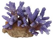 Aqua D'ella coral acropora  lila