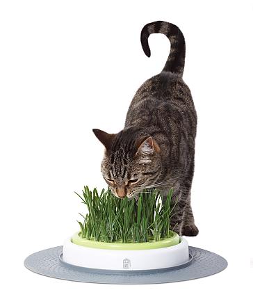 Catit Design Senses Navulling Gras-Kit 2 st