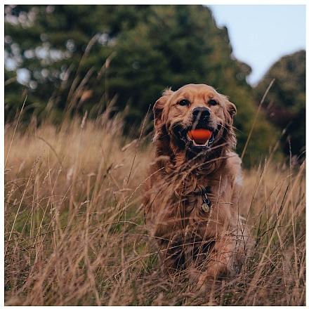 Beco Hondenspeelgoed Fetch Ball Orange